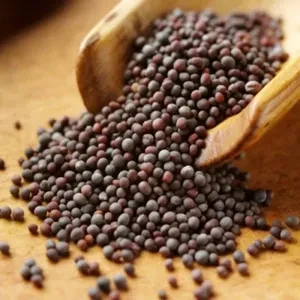COORG TOP QUALITY BIG MUSTARD