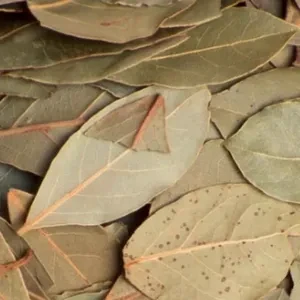 COORG PREMIUM QUALITY BAY LEAF