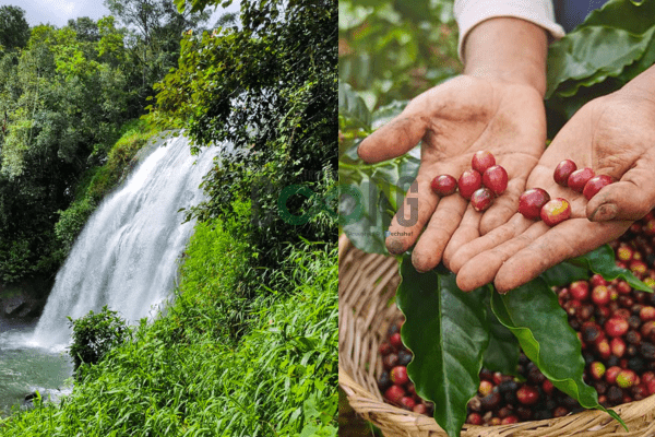 Chelavara Falls and Coffee Plantation Visits