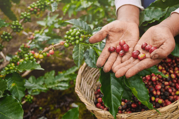 Coffee Plantation Visit