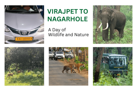 Sightseeing Adventure: Virajpet to Nagarahole Safari by Etios