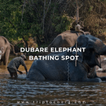 Dubare Elephant Bathing Spot