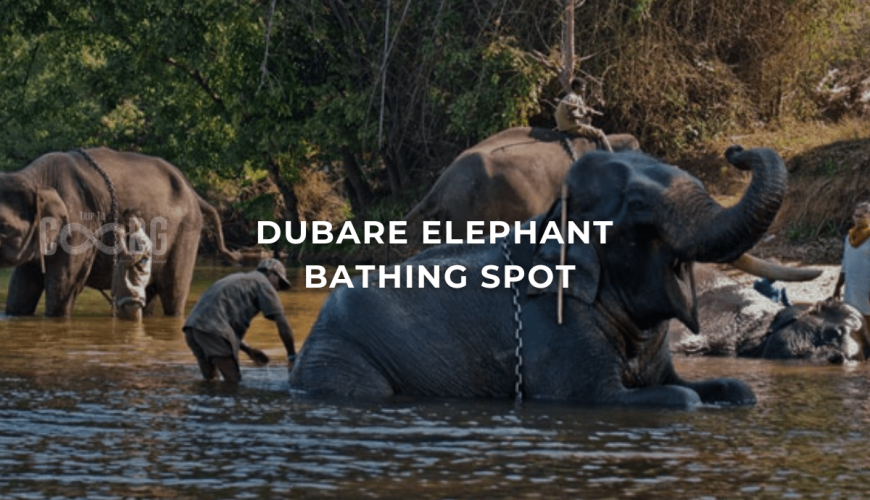 Dubare Elephant Bathing Spot