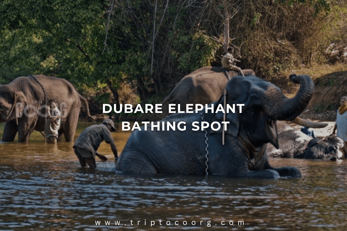 Dubare Elephant Bathing Spot