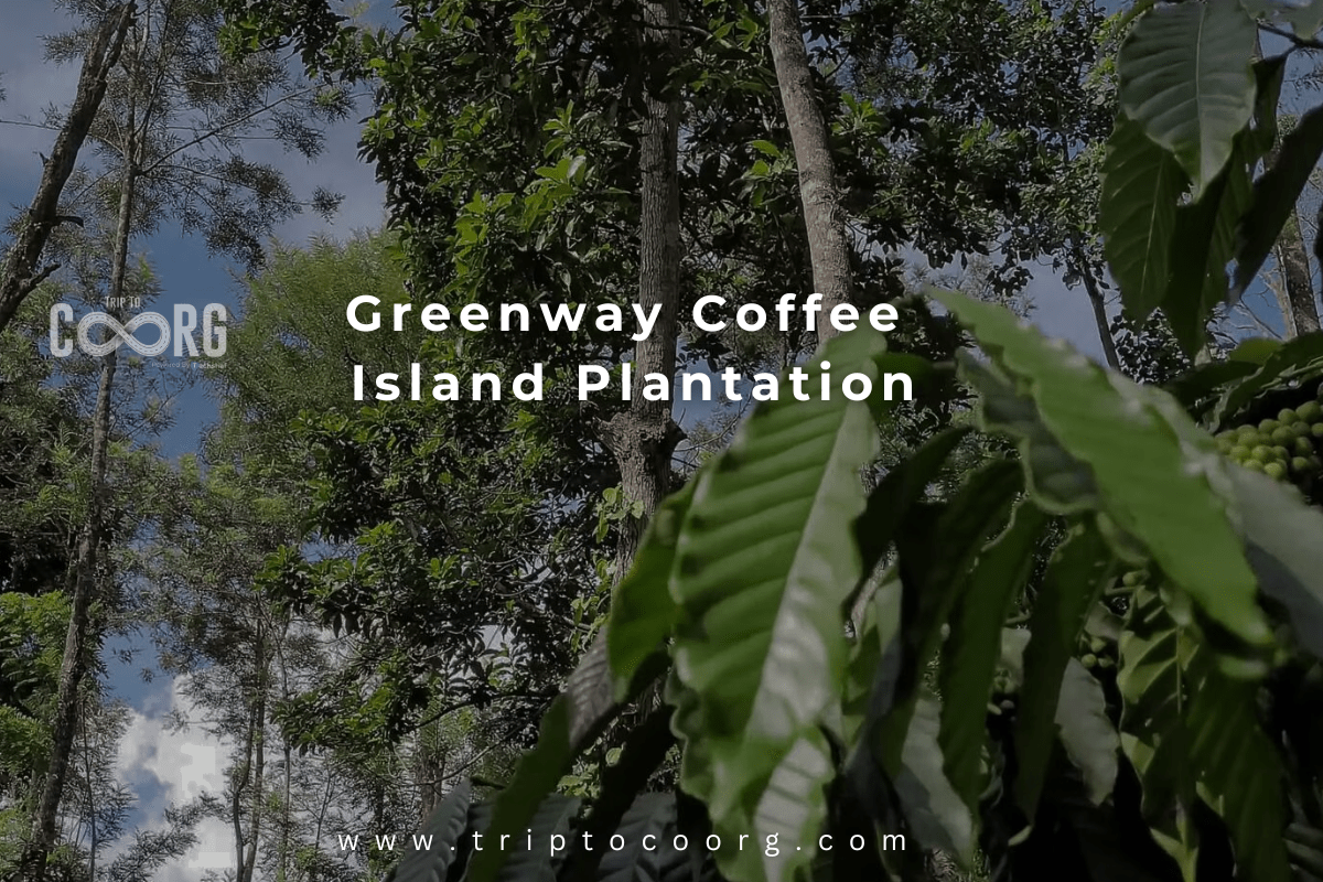 Greenway Coffee Island Plantation