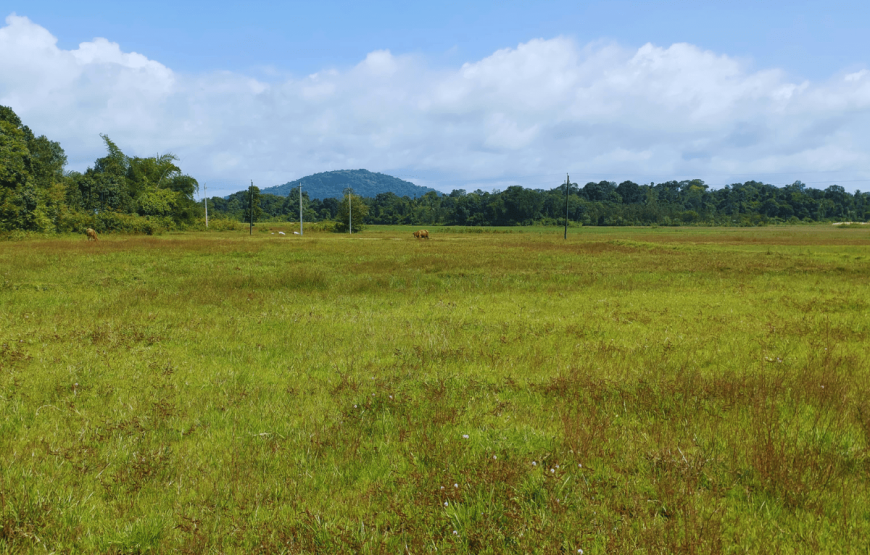 Brahmagiri Hills Homestey