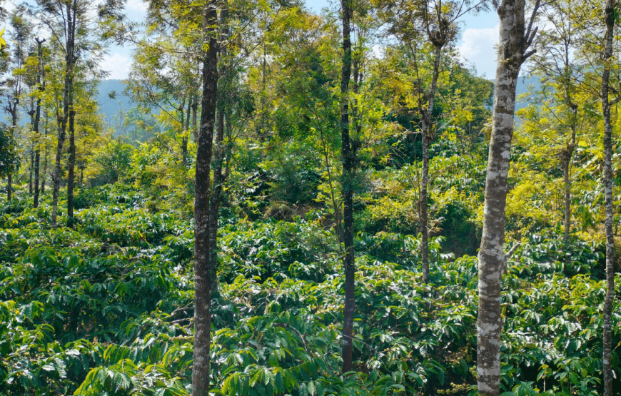 Coorg Rain Hills