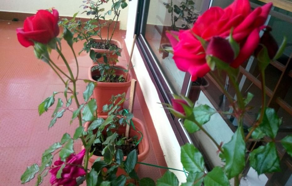 Akki Homestay